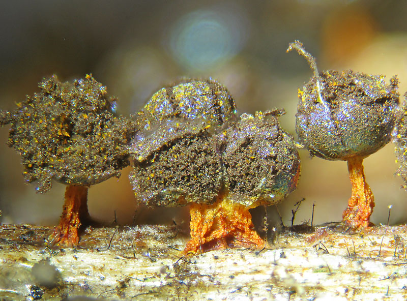 Physarum psittacinum